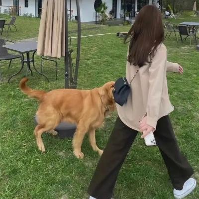 猎杀翼手龙
